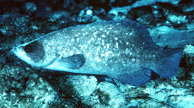 Rypticus saponaceus (Bloch & Schneider, 1801)